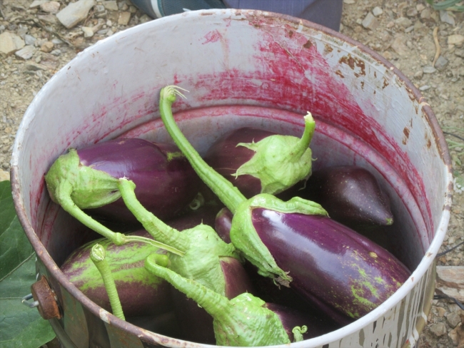 Afyonkarahisar'da asırlık tohumla patlıcan üretimi yapılıyor